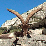 Caza de macho montes